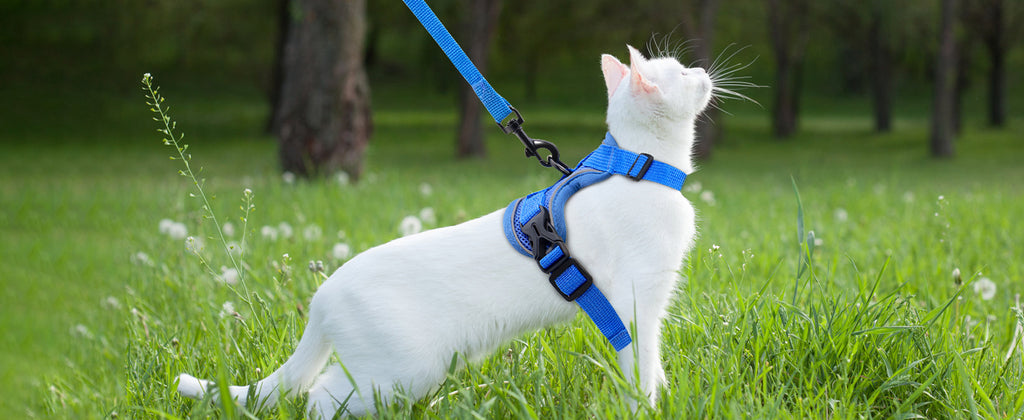 The Ultimate Breathable Cat Walking Harness