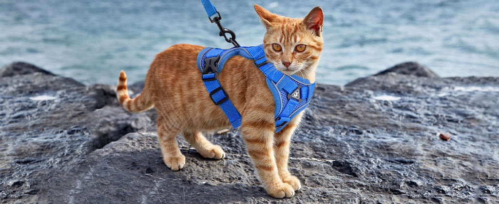 The Ultimate Breathable Cat Walking Harness