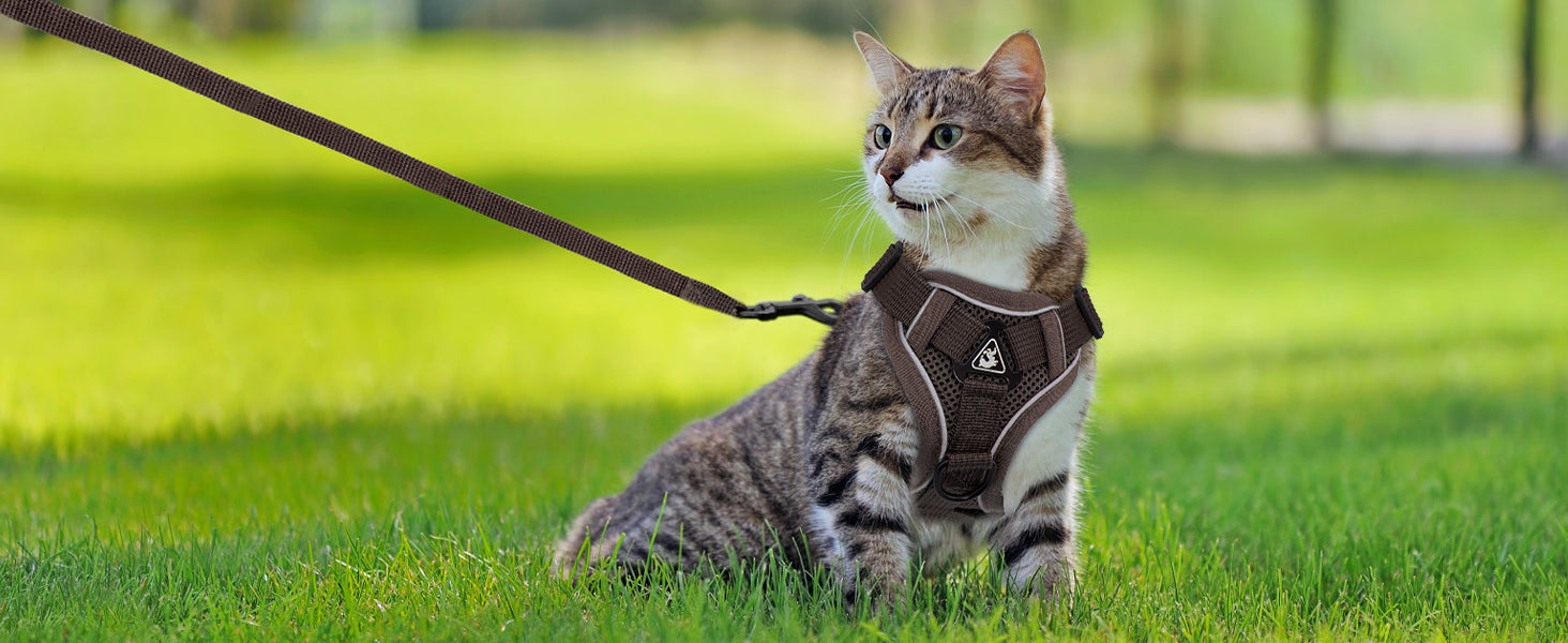 The Ultimate Breathable Cat Walking Harness