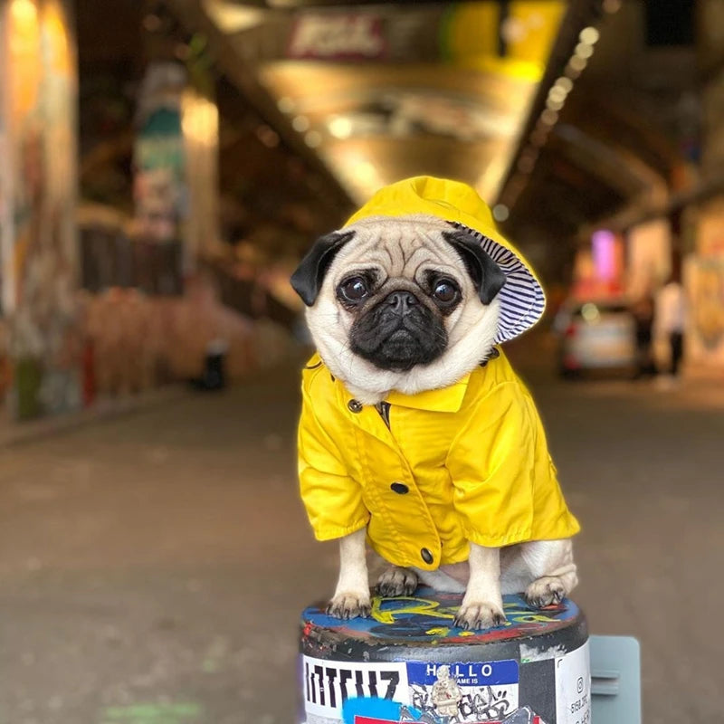 The Ultimate All-Weather Dog Jacket