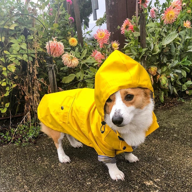 The Ultimate All-Weather Dog Jacket