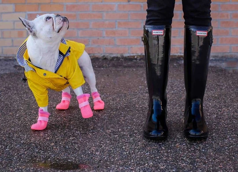 The Ultimate All-Weather Dog Jacket