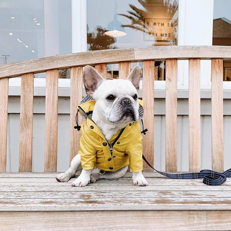 The Ultimate All-Weather Dog Jacket
