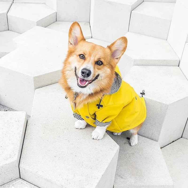 The Ultimate All-Weather Dog Jacket