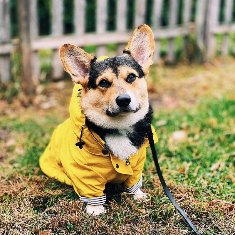 The Ultimate All-Weather Dog Jacket