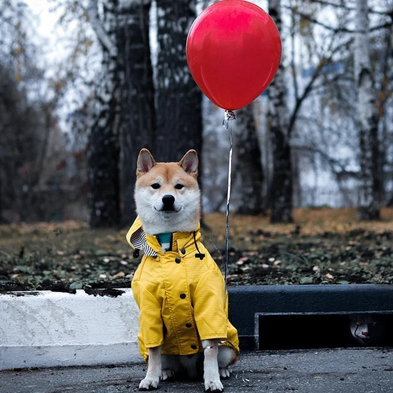 The Ultimate All-Weather Dog Jacket