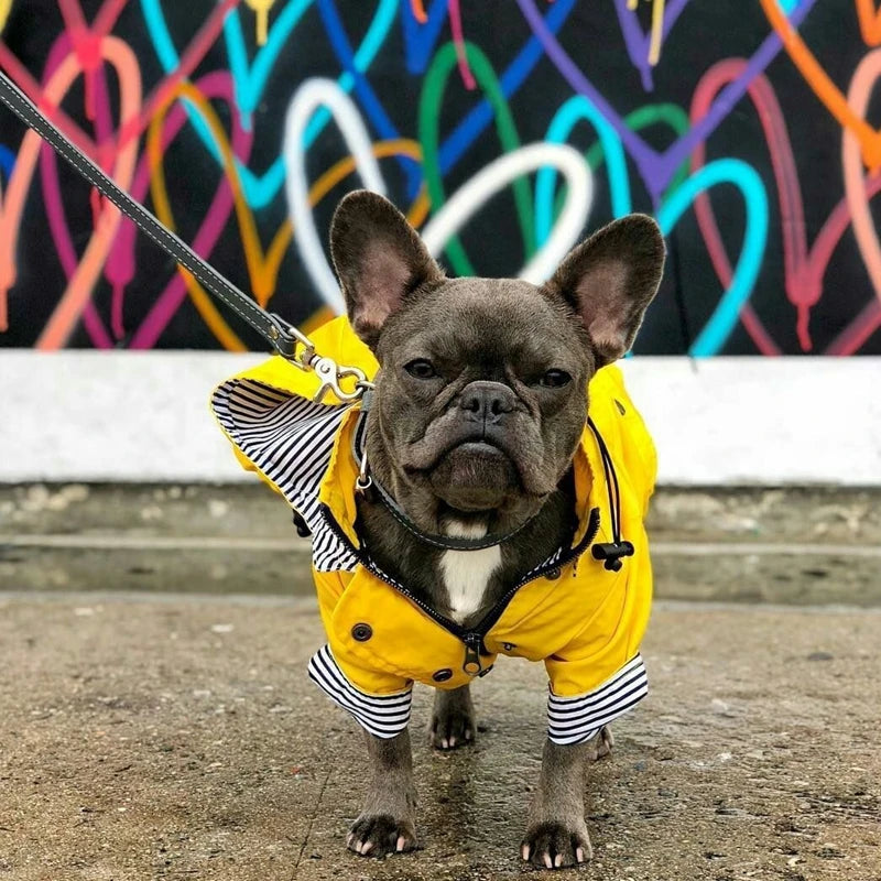 The Ultimate All-Weather Dog Jacket
