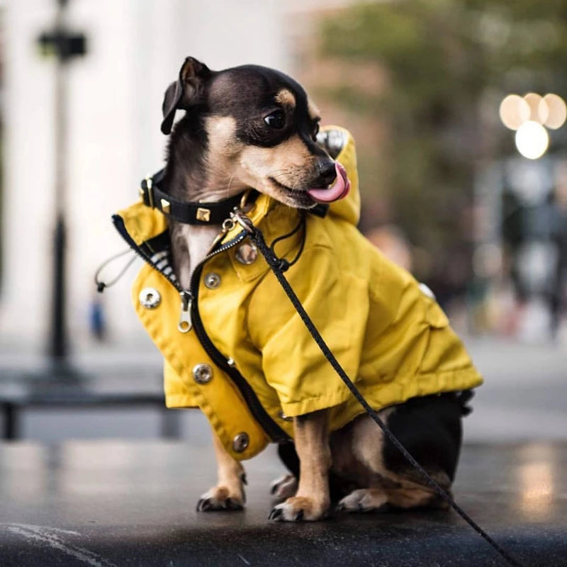 The Ultimate All-Weather Dog Jacket