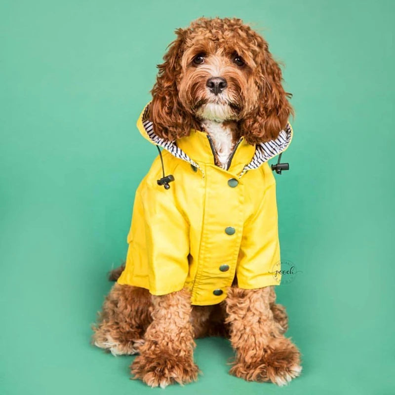 The Ultimate All-Weather Dog Jacket
