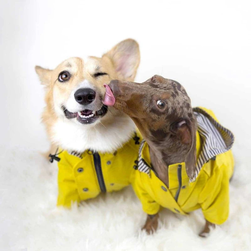 The Ultimate All-Weather Dog Jacket