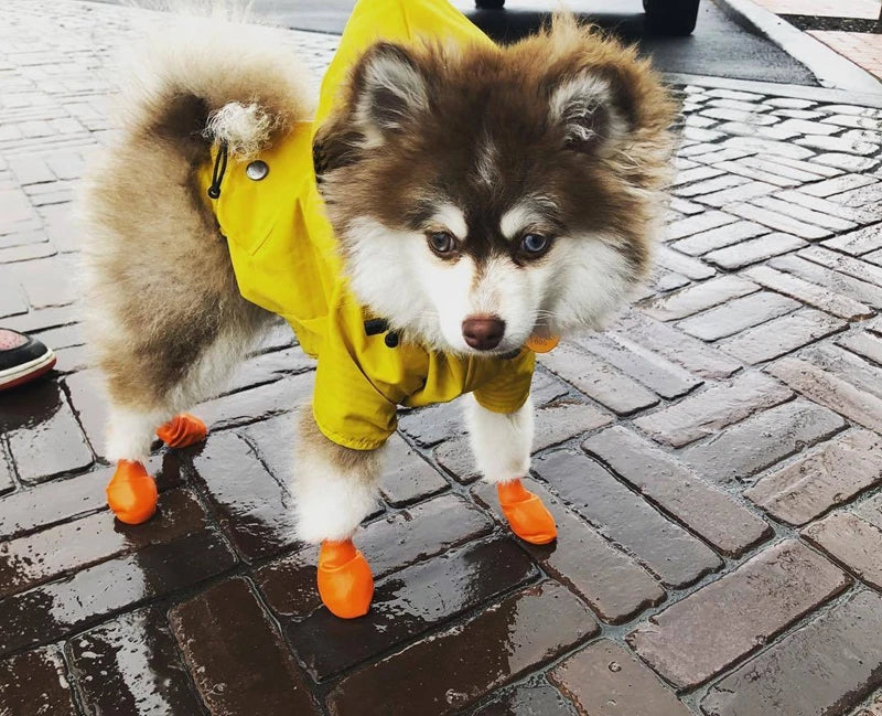 The Ultimate All-Weather Dog Jacket