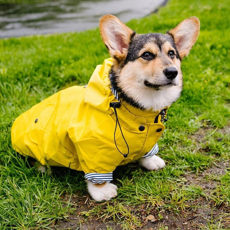 The Ultimate All-Weather Dog Jacket