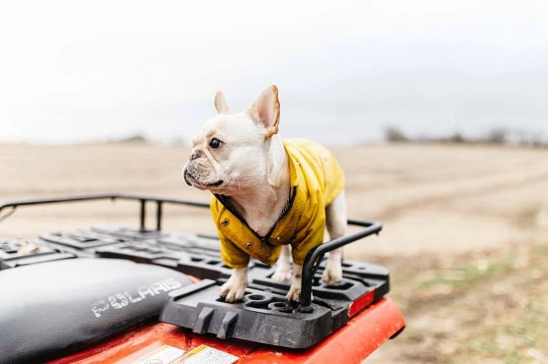 The Ultimate All-Weather Dog Jacket