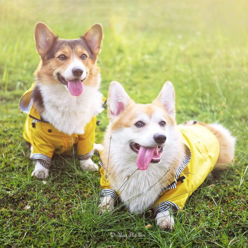 The Ultimate All-Weather Dog Jacket