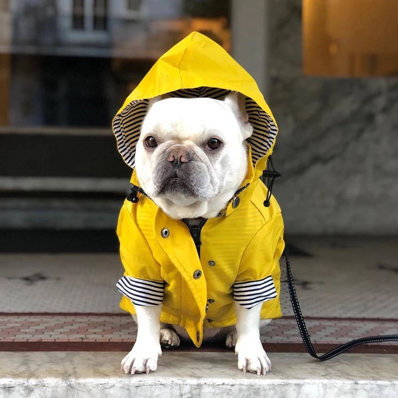 The Ultimate All-Weather Dog Jacket