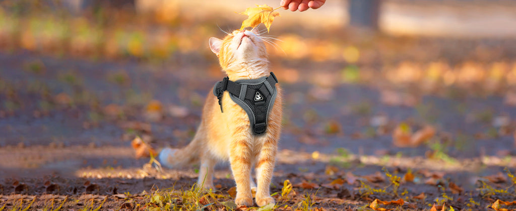 The Ultimate Breathable Cat Walking Harness