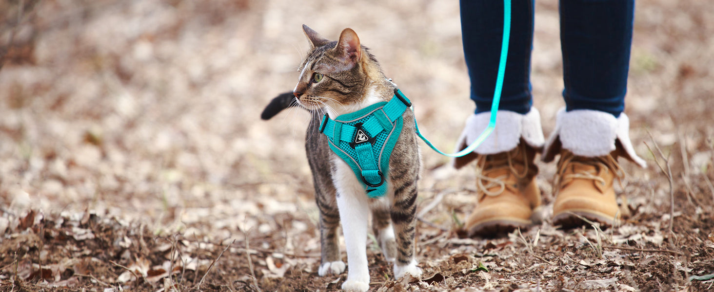 The Ultimate Breathable Cat Walking Harness